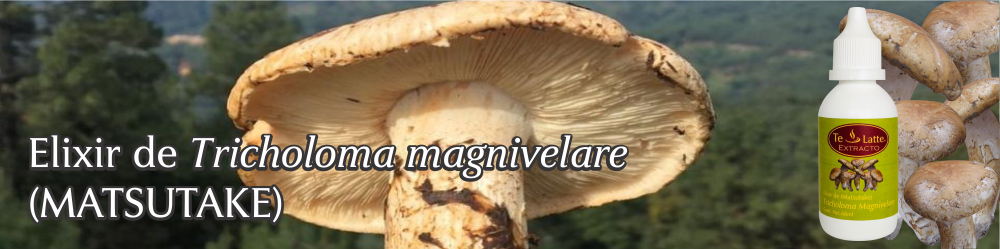Te Latte CaféElixir de Tricholoma magnivelare (MATZUTAKE)